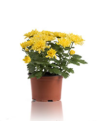 image07